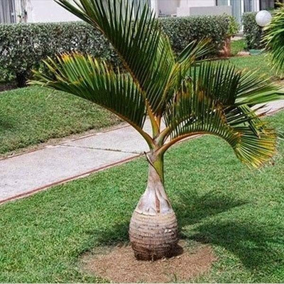 SUAA Bottle Palm Seeds for Planting Seed(4 per packet)