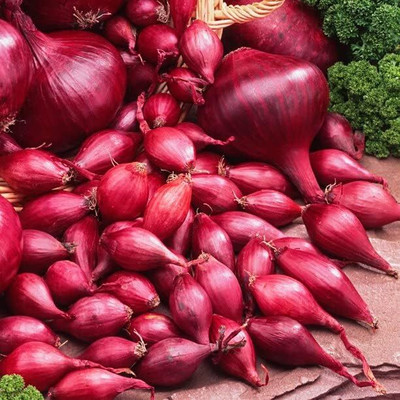 Biosnyg Red Onion Seeds for Planting-2500 Seeds/10gm Seed(2500 per packet)