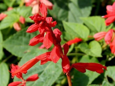 Qualtivate KGF -204 SCARLET SAGE (Lady-In-Red Salvia) Seed(200 per packet)