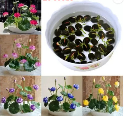 GROW-N-KNOW Lotus Flower Seeds mix - Indoor For Home Garden - 20 Seeds + Instruction Manual Seed(20 per packet) GROW-N-KNOW Lotus Flower Seeds mix - Indoor For Home Garden - 20 Seeds + Instruction Manual Seed(20 per packet)