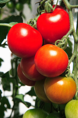 Aaradhyapriyal tomato Seed(25 per packet)