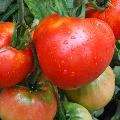 Quentova TOMATO SUNSET'S RED-NDIR-11A Seed(200 per packet)