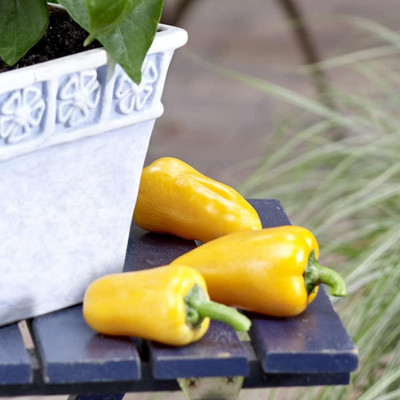 KNESSiN High Germination Pillar Yellow Capsicum Seeds For Planting-(400 Seeds) Seed(400 per packet)