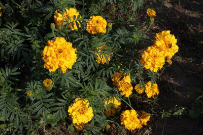 paudhawala marigold/gende ka phool flower seeds Seed(50 per packet)