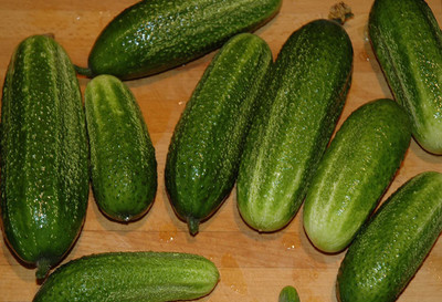 CYBEXIS Good Quality Gherkin Cucumber Seeds HOKUS 2000 Seeds Seed(2000 per packet)