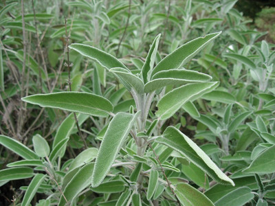 Qualtivate PUA-1A Sage (Salvia Officinalis) Seed(100 per packet)