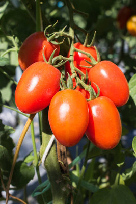 Cosmos tomato Seed(60 per packet)