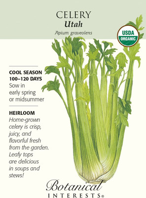 CYBEXIS XLL-18 - Organic Utah Celery - (2250 Seeds) Seed(2250 per packet)