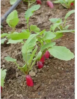 Aro Radish, Radish Red Ball Seed(80 per packet)
