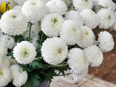 Lorvox Chrysanthamum Mix/Chamanti Seed(100 per packet)