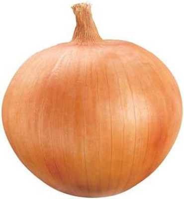 WILLVINE Onion Seed(1500 per packet)