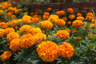 pottit marigold,gende ka phool seeds Seed(21 per packet)