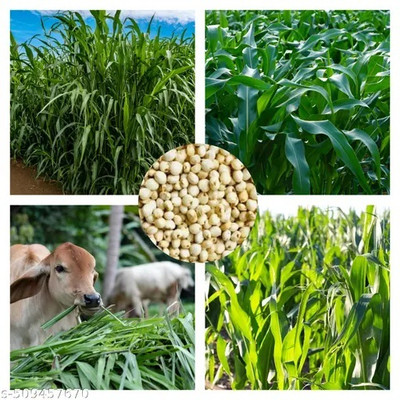 Green view PSSG-1 (Pusa Sudan Grass-1) Seed(1 per packet)
