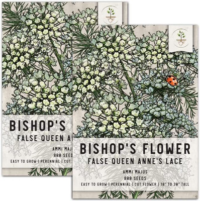 WILLVINE VXI-2 White Bishops Flower,Wild Carrot Seed(100 per packet)