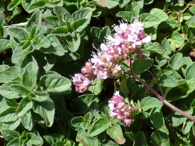 Qualtivate ICRA-2A Sweet Marjoram Oregano Seed(200 per packet)