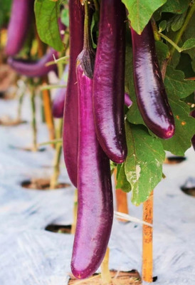 UGRA Chinese Eggplant Purple Shine Seed(100 per packet)