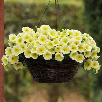 CYBEXIS Petunia Multiflora Flower Bulbs Seeds Seed(1 g)