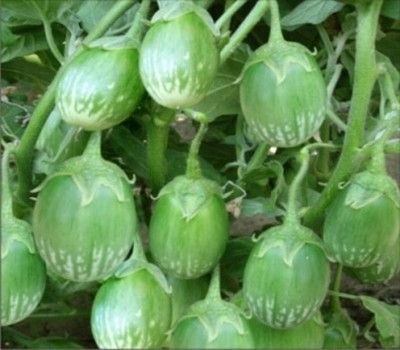 EcoFusion brinjal seeds Seed(13 per packet)