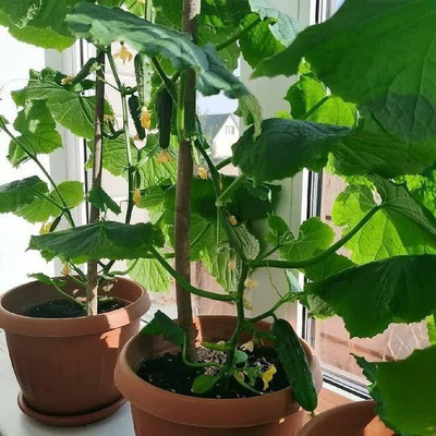 WILLVINE XLL-315 Indoor Cucumber F1 Self-Pollinating - Green Seed(200 per packet)