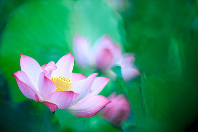 VKT lotus,kamal gatta Seed(11 per packet)