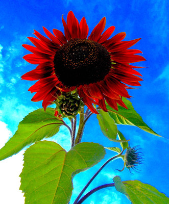 BSARKAR Red sunflower seed Seed(20 per packet)