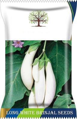 CYBEXIS HUA-65 - Long Brinjal White (Safed Baigan) - (150 Seeds) Seed(150 per packet)