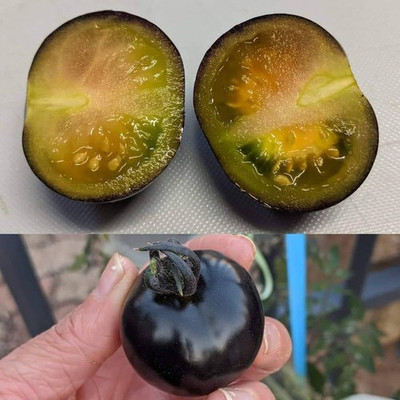 Qualtivate PUAS-1A Indigo Rose - Jet Black Tomatoes Seed(300 per packet)