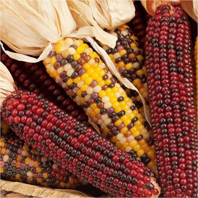 VibeX ® XLR-144 Ornamental Indian Corn Seeds Seed(500 per packet)