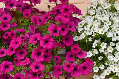 Lorvox Clarkia Elegance Double mixed flower Seed(15 per packet)