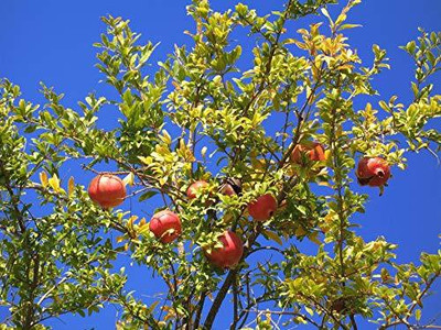 CYBEXIS VVI-21 - Rare Fruit Big Pomegranate - (30 Seeds) Seed(30 per packet)