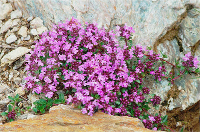CYBEXIS TLX-7 - Mix Creeping Thyme - (1350 Seeds) Seed(1350 per packet)