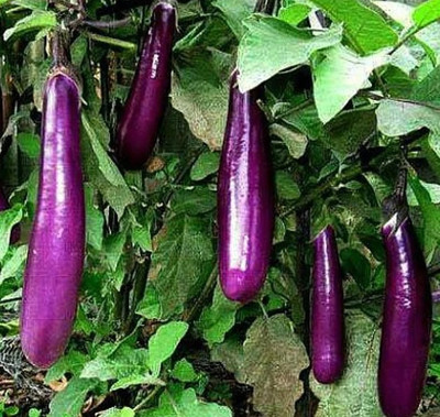 UGRA Asian EGGPLANt Seed(100 per packet)