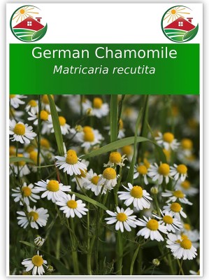 VibeX PAU-11 - Chamomile German - (2250 Seeds) Seed(2250 per packet)