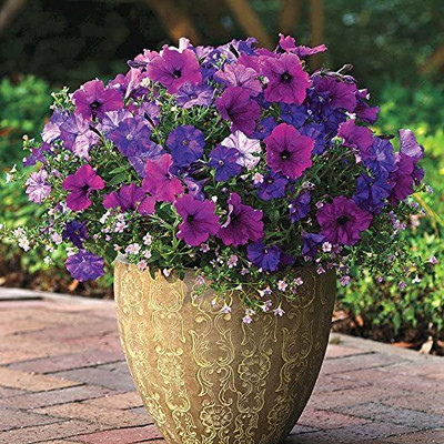 VibeX XLL-86 - Healing Waters Petunia-Bacopa Fuseable - (180 Seeds) Seed(180 per packet)