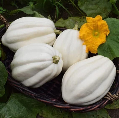Biosnyg F1 Hybrid Mashed Potato Squash Summer Vegetable Seeds - (20 Seeds) Seed(20 per packet)