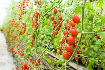 SSPLANTS tomato Seed(85 per packet)