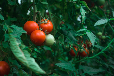 Rani Sati Creation tomato Seed(85 per packet)