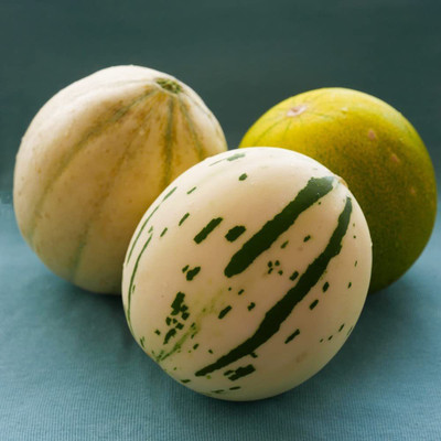 CYBEXIS LX-81 - Snow Leopard Melon | Very Rare - (1350 Seeds) Seed(1350 per packet)