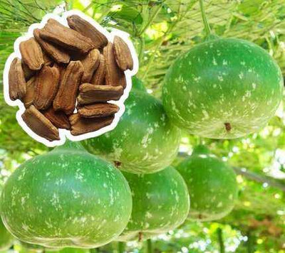 SEMINA VITA bottle gourd dhari loki hybrid vegetables plant seeds Seed(2 per packet)