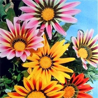ACCELCROP Rainbow Rare Gazania Seeds for Home Seed(40 per packet)