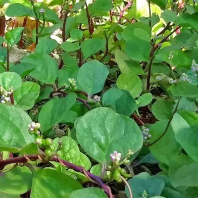 MAA Malabar Spinach, Malabar Seed(150 per packet)