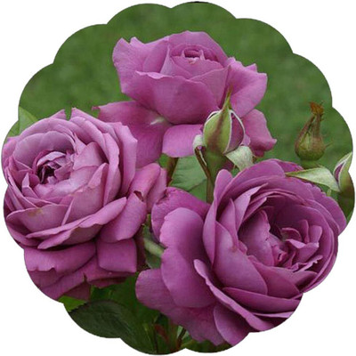 Qualtivate NDIR-582 Rose Flower Seeds Seed(50 per packet)