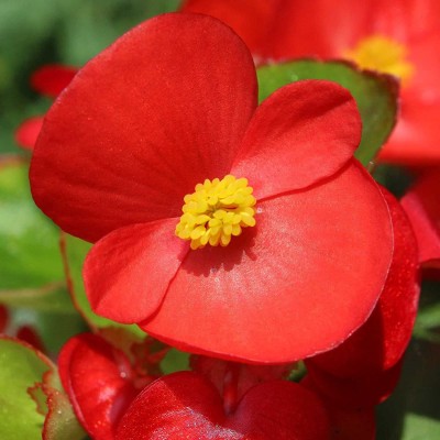 VibeX XLR-6 - Fibrous Begonia Cocktail Series Plant - (270 Seeds) Seed(270 per packet)