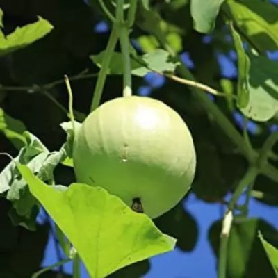 Aro Bottle Gourd round, Kaddu, Lauki Seed(100 per packet)