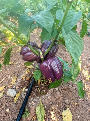 Biosnyg Heirloom Taquilla Capsicum Seeds for Home Gardening-(100 Seeds) Seed(100 per packet)