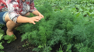 CYBEXIS NBIR-93 - Dill Mammoth Long Island - (750 Seeds) Seed(750 per packet)