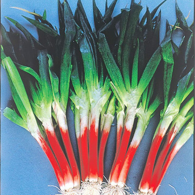 Qualtivate PUAS-4A Onion - Bunching - Red Beard Seed(500 per packet)