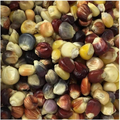 Qualtivate XLR-644 Mini Indian Rainbow Corn SEEDS Seed(500 per packet)
