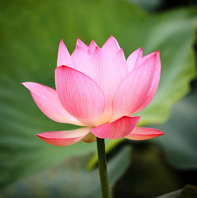 SANGEETS COLLECTION lotus,kamal gatta Seed(10 per packet)