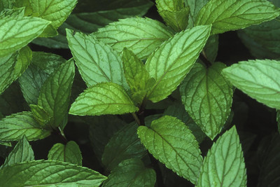 Qualtivate PUA-8A Peppermint Seeds Seed(200 per packet)
